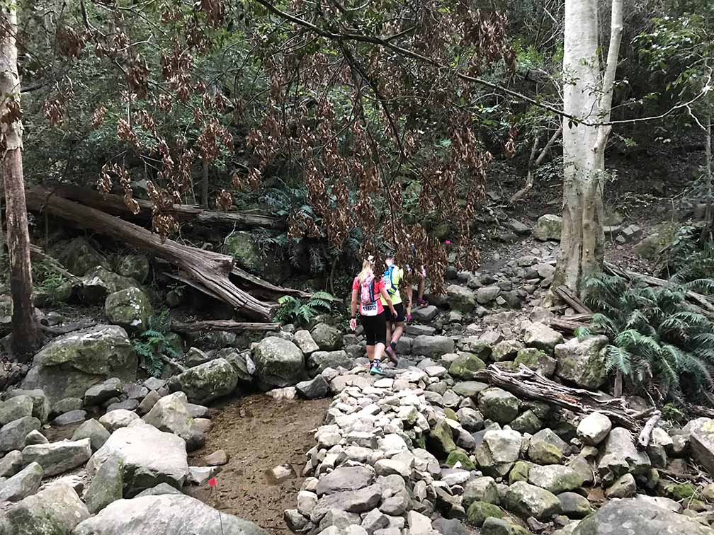 Newlands Forest