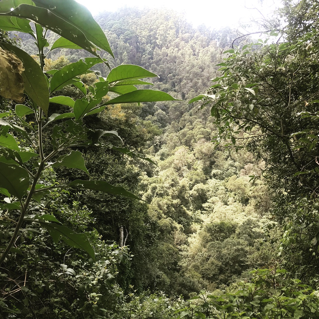 The Valley