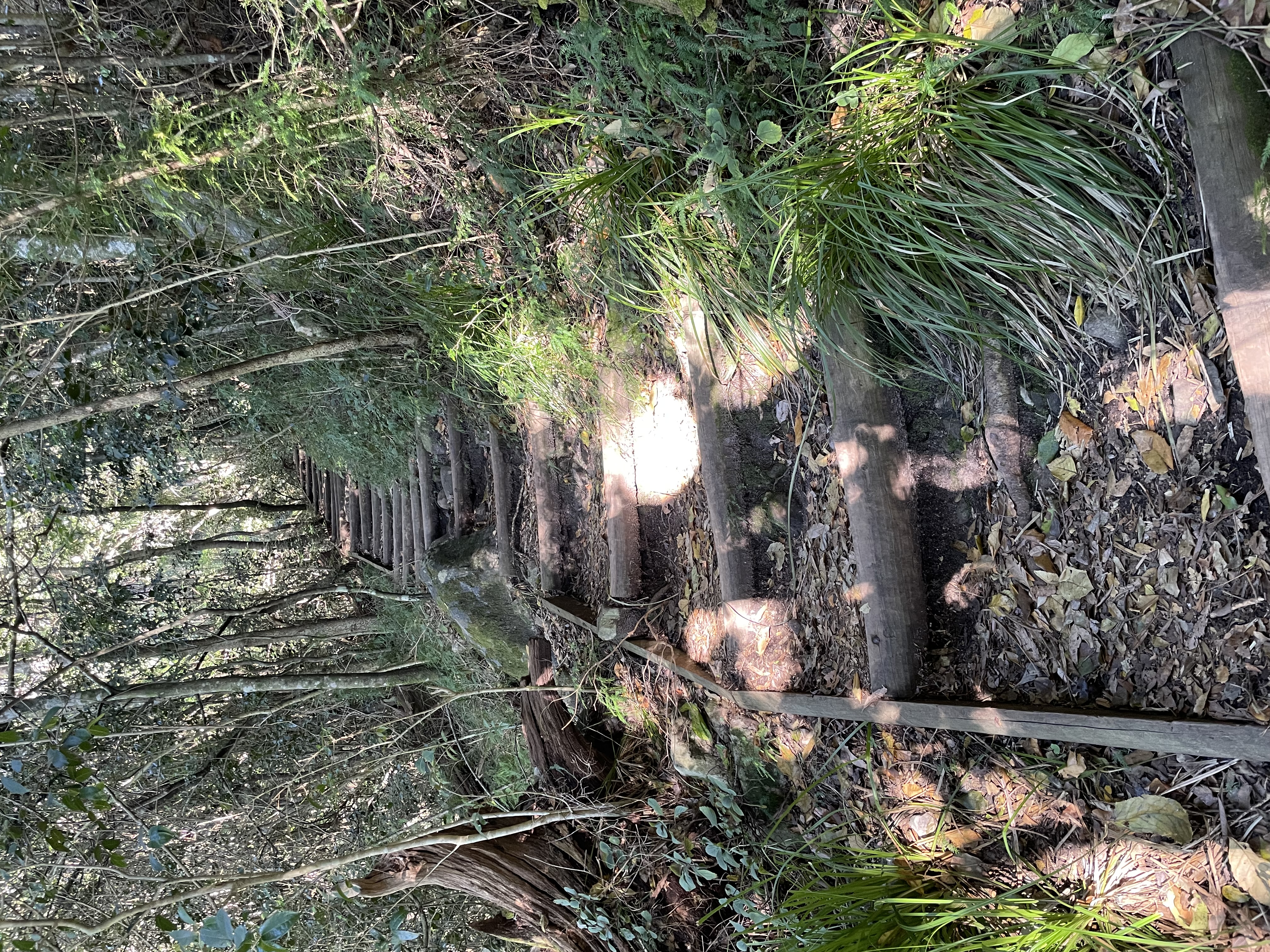 NEWLANDS FOREST
